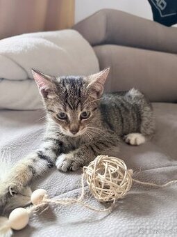 Nový domov pro koťátka