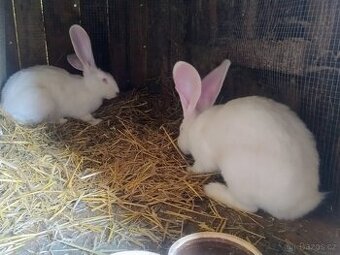 Belgický obr čistokrevný výstavní bílí letošní