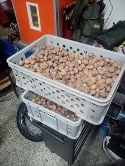 Vlašské ořechy neloupané