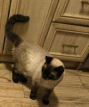 Britský colorpoint kocourek