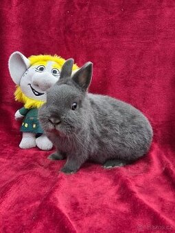 Vymazlená miminka-přeprava po cele ČR