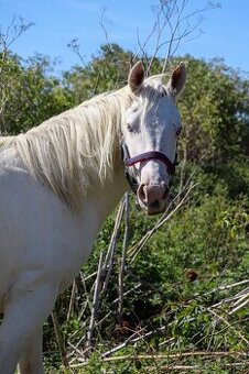 Paint horse, apha,ph - 1