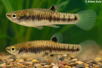 Heterandria formosa - formoska / živorodka trpasličí