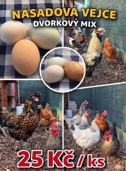 Násadová vejce, mix - KLADNO