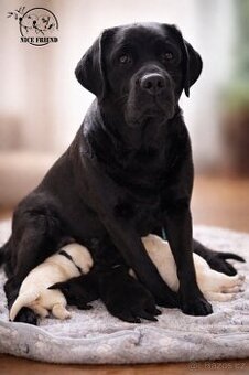 Labradorský retrívr - štěňátka s pp