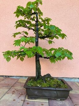 Bonsai, Bonsaj, lípa srdčitá.