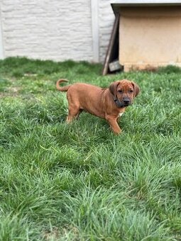 Rhodesian ridgeback - štěňátko s PP