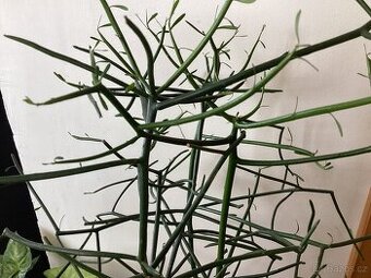 Euphorbia tirucalli - 1
