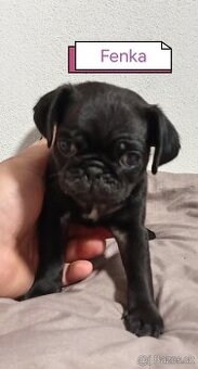 Mops
