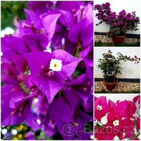 Bougainvillea, Bougainvilea, keře, tropické rostliny - 1