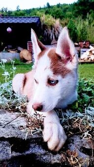 Sibirsky husky hasky