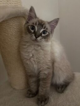 Ragdoll Kocourek
