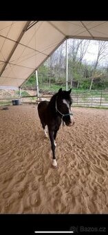 Prodám valacha – Welsh Pony B