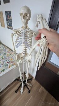 Anatomická kostra
