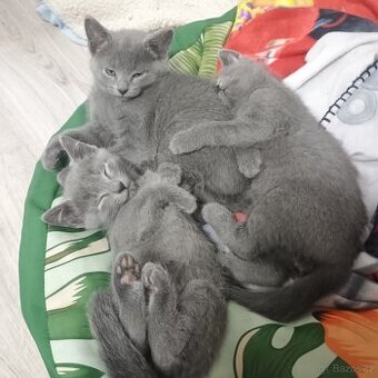 Ruská modrá koťátka