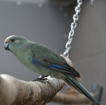 Prodám Kakariki rudočelý