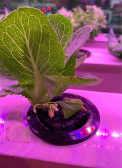 Hydroponické košíky 70mm (do 5cm otvoru) – NOVÉ