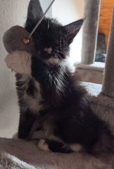 Mainská mývalí koťátka bez PP