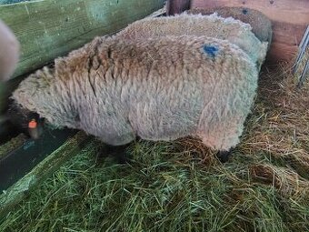 prodám berana Dorper, Suffolk