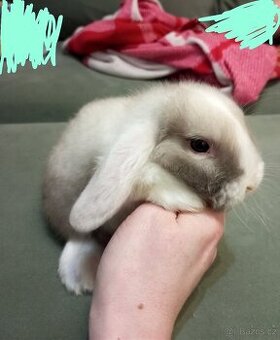 Zakrslý beránek králíček