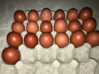 Nasadova vejce Maranska černá a modrá stříbrokrká