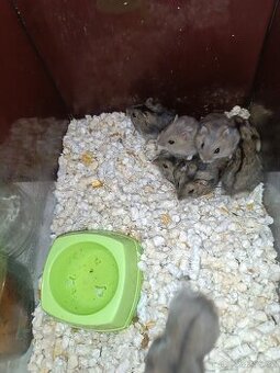 Křeček džungarský