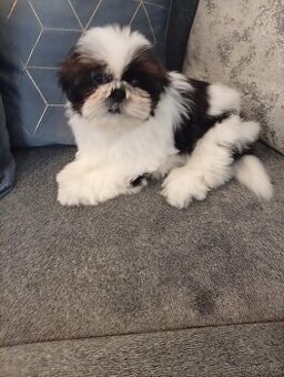 SHIH-TZU