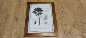 Obraz - borovice, dřevěný rám, rozměr 37x47 cm