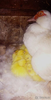 Násadová vejce - kachna pižmová, čínská, husokachna, čínka