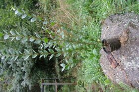 Neopadavý ptačí zob