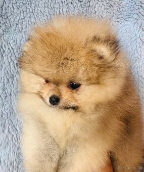 Pomeranian s PP