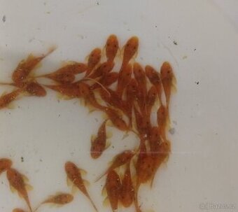 Ancistrus super red