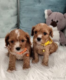 Cavapoo