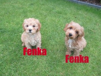 Maltipoo štěňátka