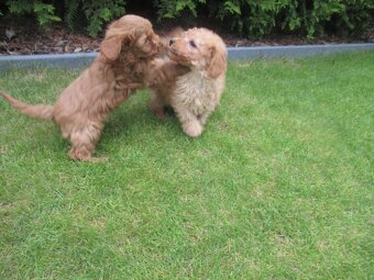 Maltipoo štěňátka