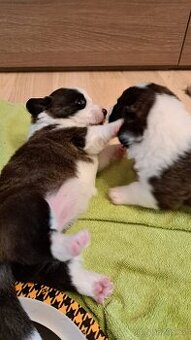 Welsh Corgi Cardigan