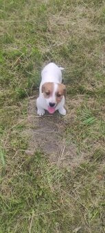 Jack Russell teriér