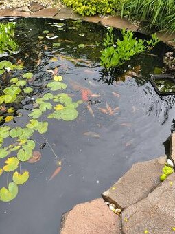 Koi kapři