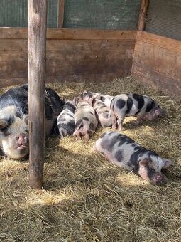 Kune Kune