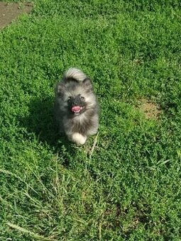 Pomeranian Špic