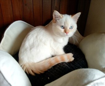 Britský kocourek colorpoint s PP