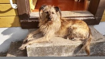 🐶 Bria – kamarádka do pohody i nepohody