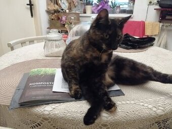 Koťe Bufi a Fili hledají milé páníčky.