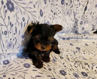 Jorkšírský teriér