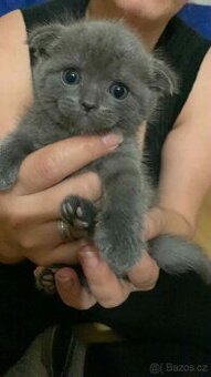 Skotská klapocha koťata - 1