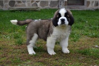 Svatobernardský pes - Bernardýn s PP