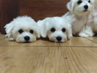 Maltézáček, maltézský psík, maltezák.