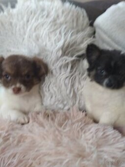 Čivava dlouhosrstá