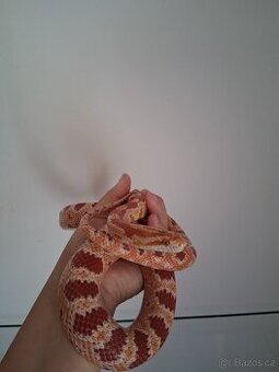 Užovka červená