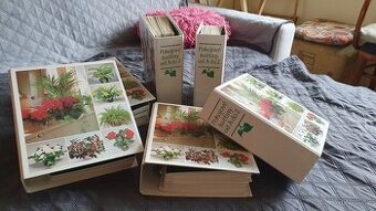 Pokojové květiny od A do Z